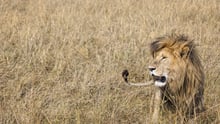 Lion - World Animal Protection