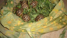 To fuel the growing market for exotic pets, thousands of animals are taken from the wild and bred in captivity every day, and these animals suffer at every stage of the supply trade.