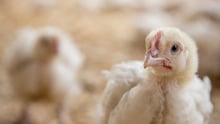 Tim Hortons and Burger King commit to improved chicken welfare