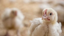 a broiler chicken