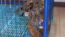 Caged tiger cub