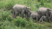 Wild elephant family