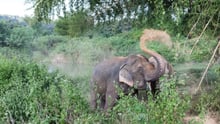 Elephant friendly venues:  Better for elephants and people