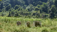 Three elephants