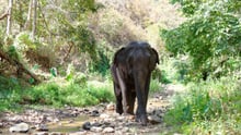 5 quick questions with Dr Jan Schmidt-Burbach - Wildlife.Not Entertainers - World Animal Protection