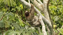 Celebrate sloths by entering our colouring competition