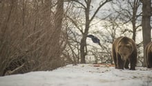 How you’ve helped animals around the world in 2018