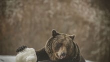 A bear playing in the snow at the Romanian Sanctuary