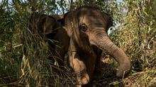 A lucky baby elephant who will never have to give rides