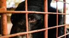Bear bile