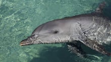 Dolphin