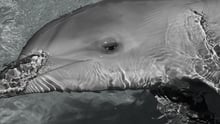 Captive dolphin at Sea World, Australia (image is in black and white)
