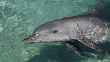 captive dolphin 