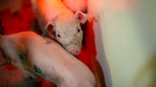 Piglet on factory farm in Latin America