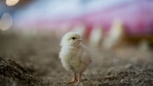 Chicken at high welfare chicken farm Windstreek, Netherlands
