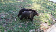 Katia and Dasha take their first steps of freedom at the Libearty Bear Sanctuary.
