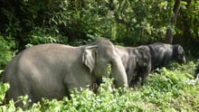 Elephants Tanwa, Sow, and Jahn at the Following Giants venue
