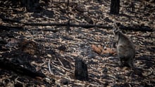 Kangaroo in burned bush after Australian bushfires