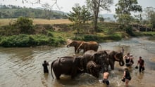 Tourists bathing with elephants