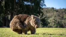 A scratching wombat at Bendeela, New South Wales.