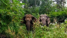 Elephants Gee Chreng and Ning Wan at Elephant Valley Project. 