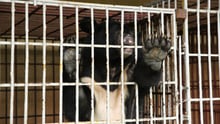 Cam the bear rescued from bear bile farm Nguyen Van Tuyen 
