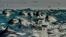 Dezenas de golfinhos em alto mar, em Algoa Bay, na África do Sul