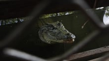 Crocodile in restrictive enclosure, Northern Territory, Australia.