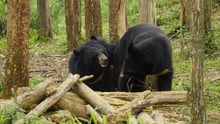 Cam and Mo in their forever home at the Four Paws International sanctuary in Ninh Binh