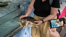 Fantasi Turtle Island. Credit: Andito Wasi
