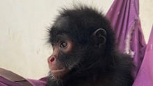 Cigarra the spider monkey