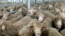 Live export onboard