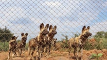 African wild dogs at a renowned venue in South Africa - End the global wildlife trade - World Animal Protection