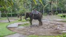 Memories of abuse: The life of an elephant in wildlife tourism   