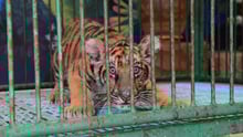 tiger cub in cage
