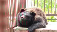 bear bile farm South Korea