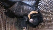 Chinese attitudes ready to turn against brutal bear bile