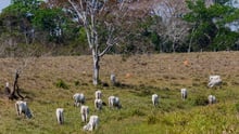 Cattle grazing in the outskirts of Rio Branco, Acre, Brazil - World Animal Protection - Animals in farming