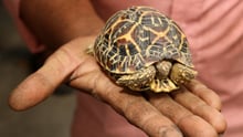 CITES success: improved longer term care of illegally-traded wild animals