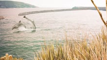 Coffs Harbour proposed sea sanctuary 