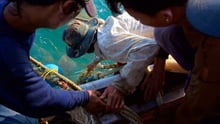 The world’s biggest navies must help stop vessels fishing illegally, and save animals - World Animal Protection - Sea Change