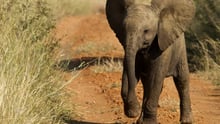 More than 100 travel companies commit to be elephant-friendly