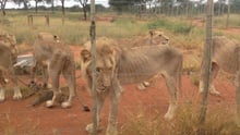 Emaciated lion in South Africa - image by EMS Foundation