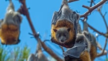 Australian flying-fox - Rene Riegal