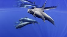 Dolphins underwater at Whale Heritage Site Tenerife La Gomera - Francis Pérez