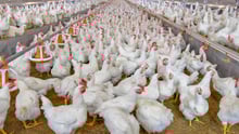 factory farmed chickens