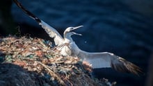 Working together to tackle ghost gear 