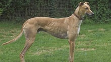 Greyhounds