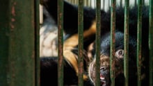 Na, Asiatic black bear rescue, Vietnam
