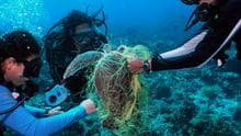 UN report finds more sea animal species harmed by marine debris